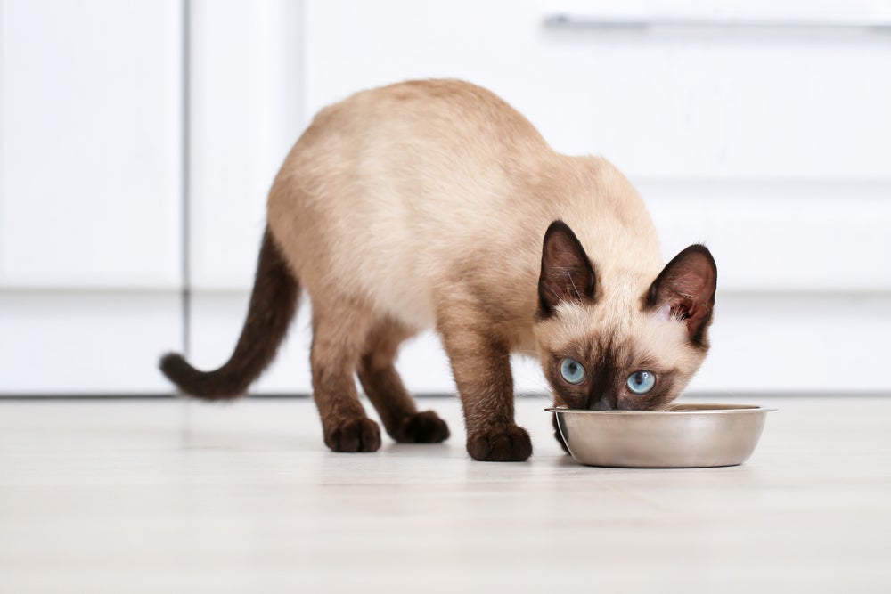 Evite que gatos saudáveis da casa comam a ração para gatos com problema renal.