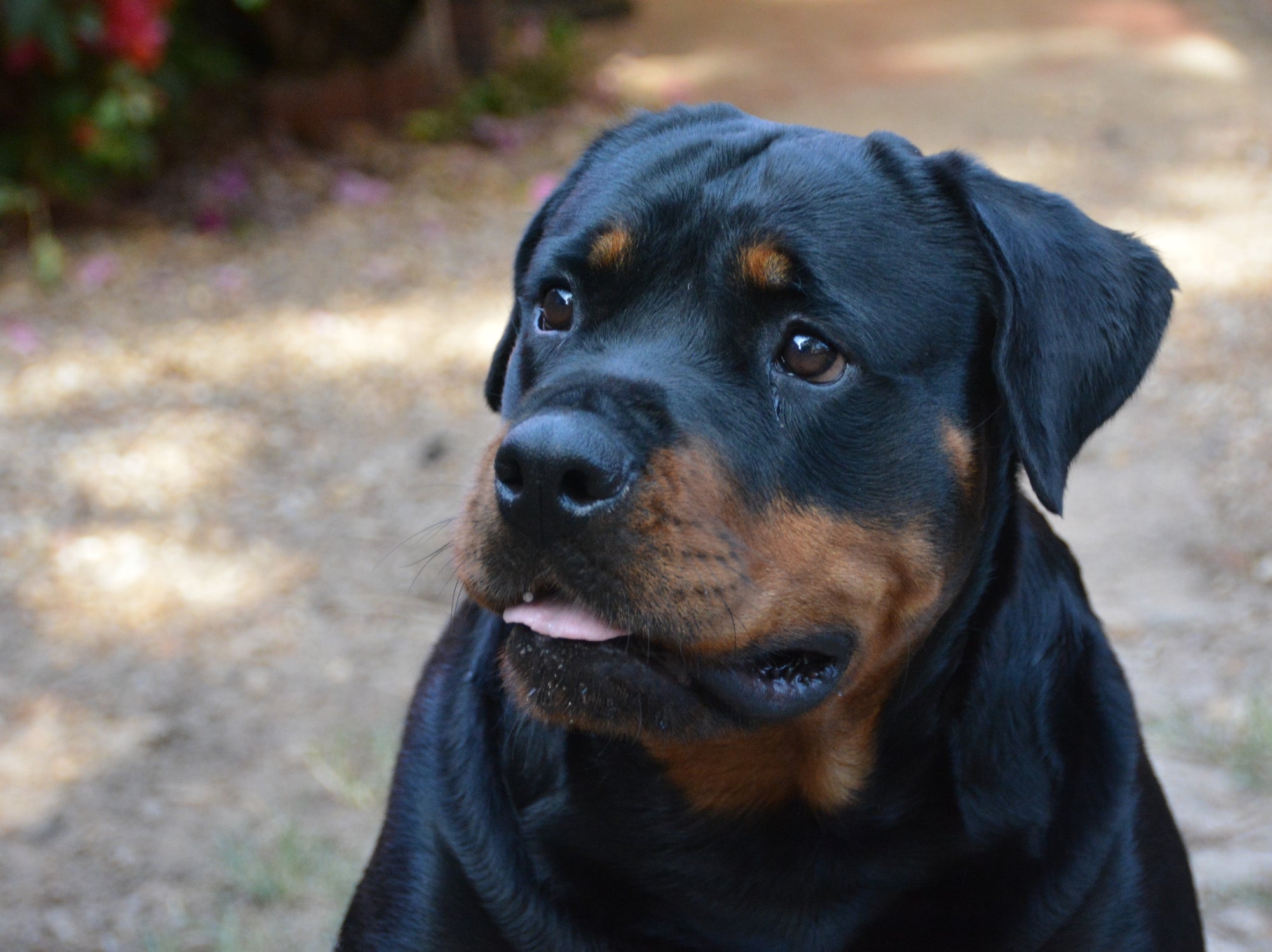 O Rottweiler pode até ter cara de bravo, mas aceita o treinamento com facilidade