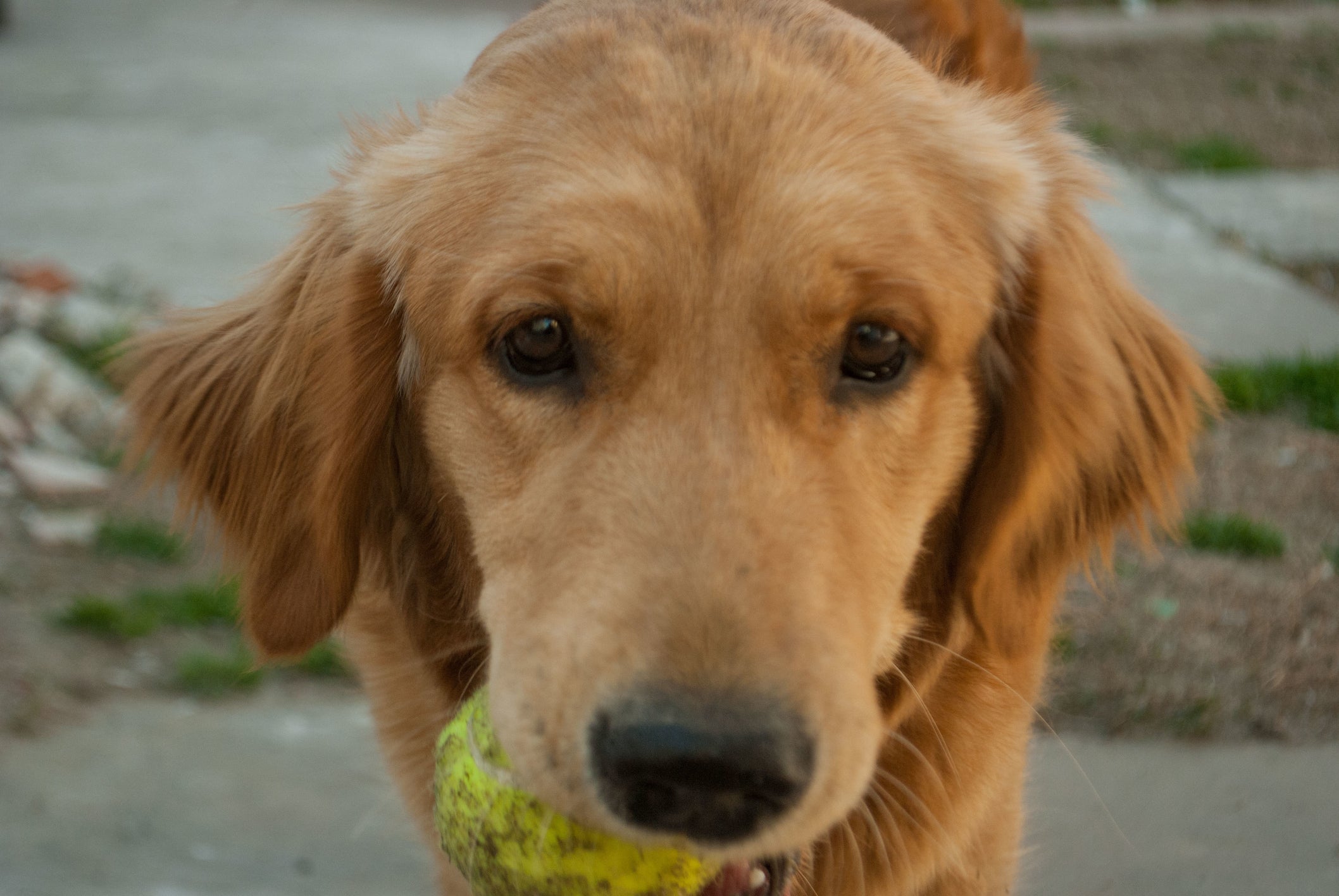 O Golden Retriever é inteligente, amigável e ama obedecer