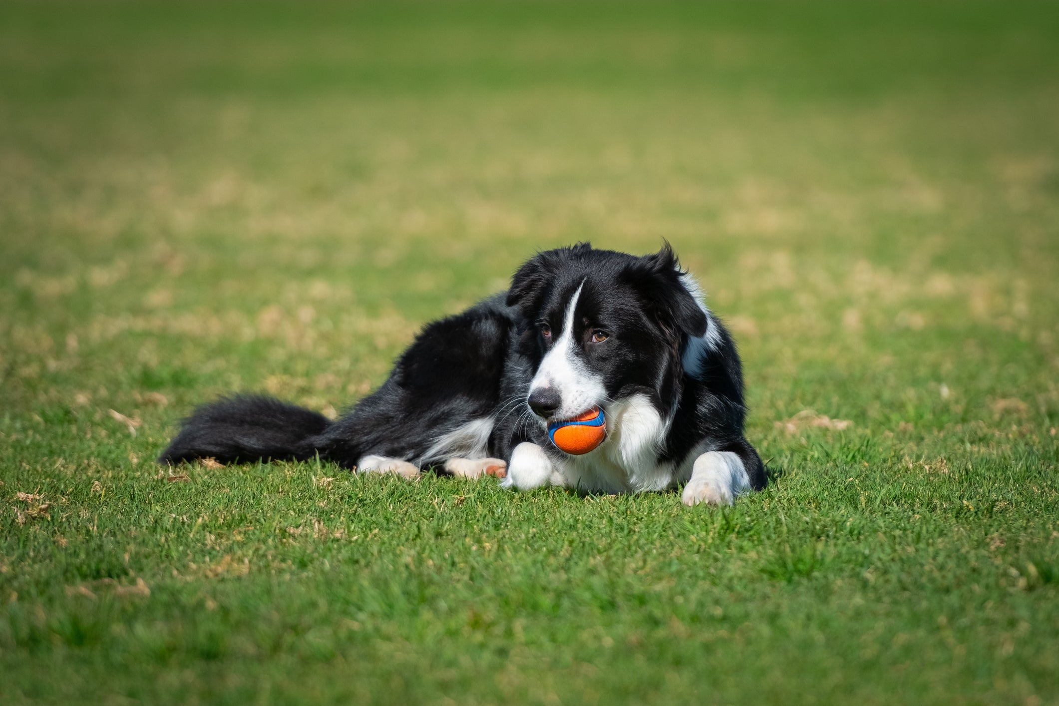 Raça de cachorro pastoreio: o Border Collie é um cão que se destaca nessa função