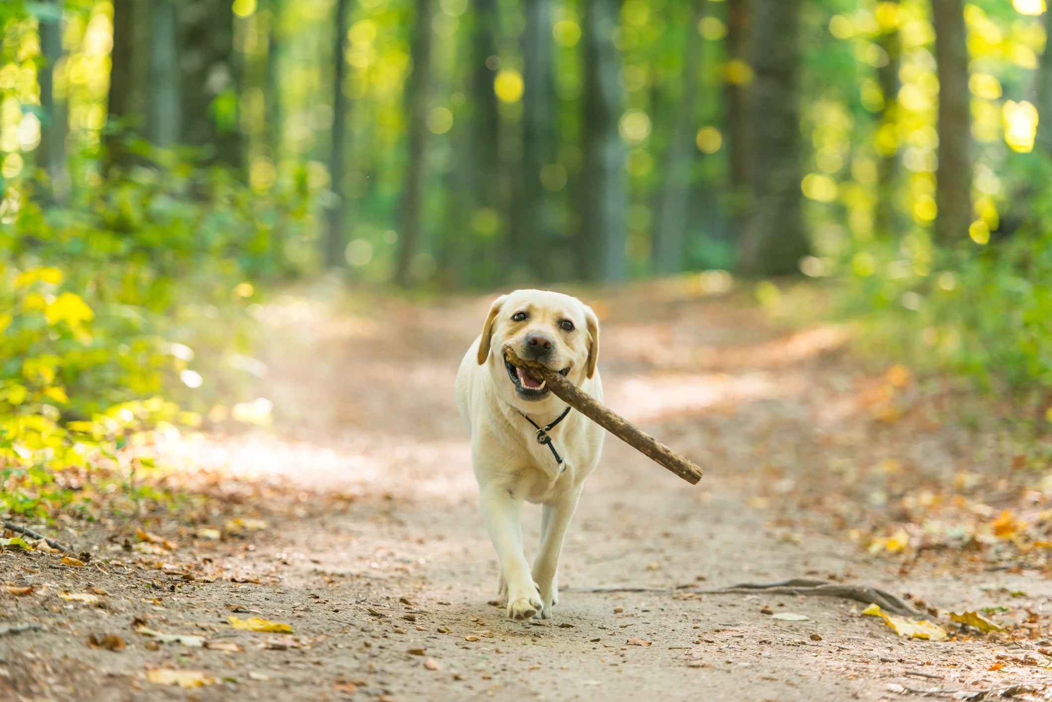 O Labrador é carinhoso, amigável e super inteligente