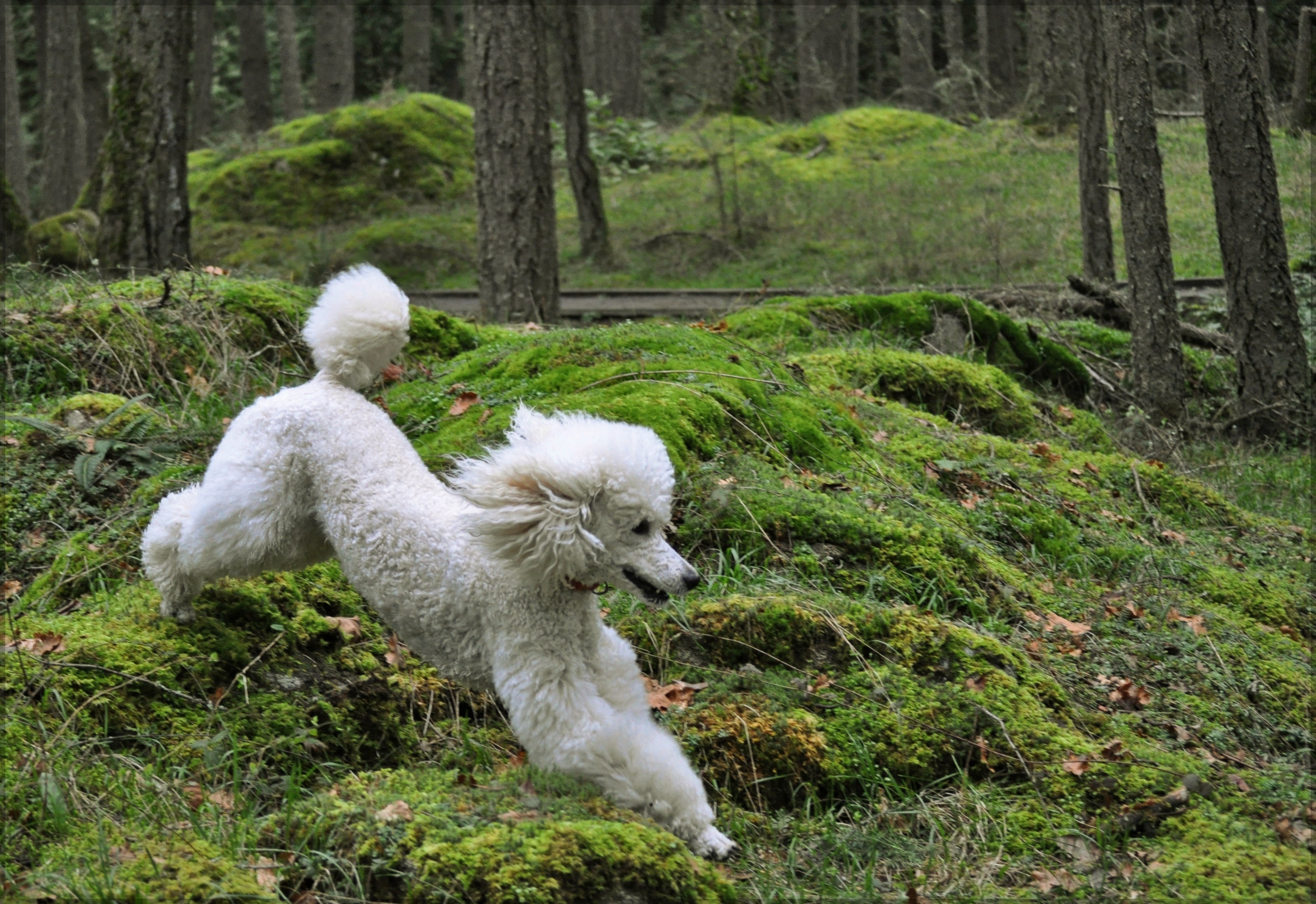 O Poodle te dá o pacote completo de inteligência, obediência e amizade