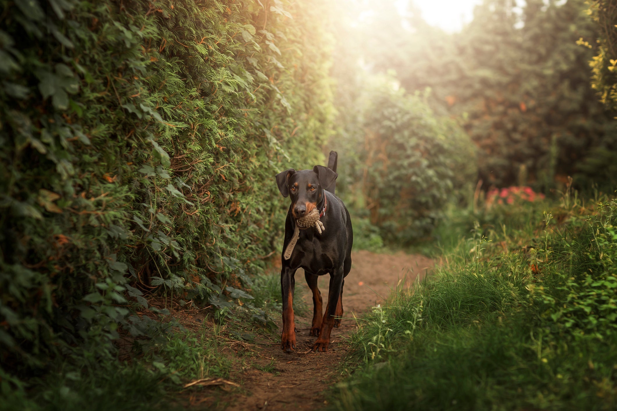Doberman é uma fofurinha amorosa que faz de tudo para proteger seu dono