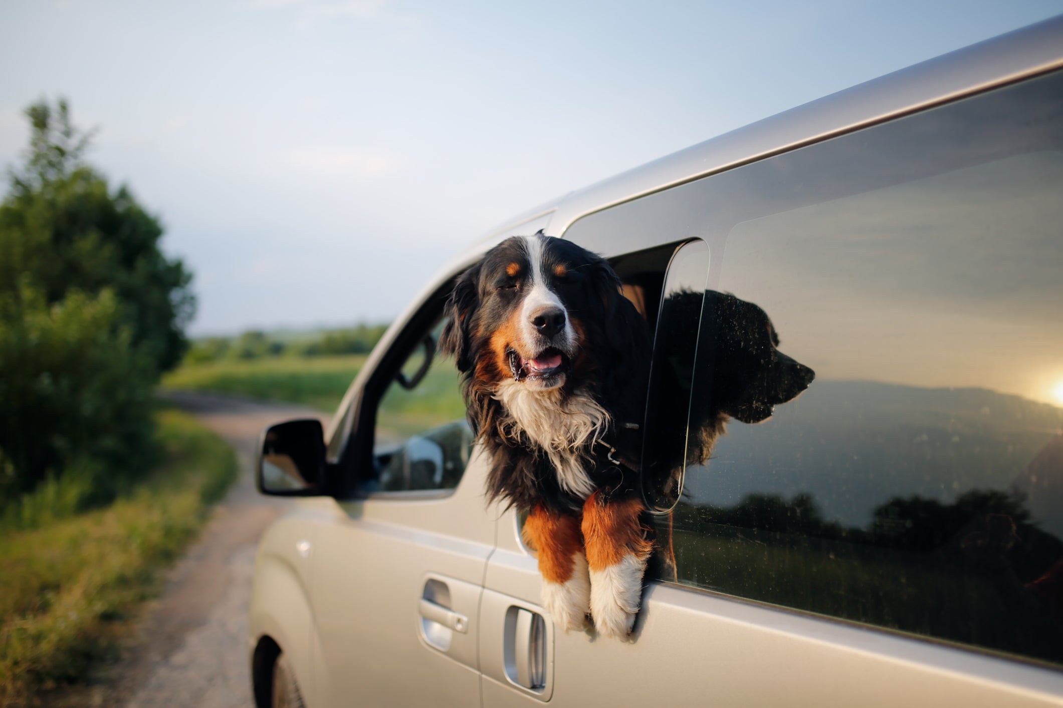 Ficar com a cabeça para fora da janela do carro pode afetar a saúde dos olhos do cachorro