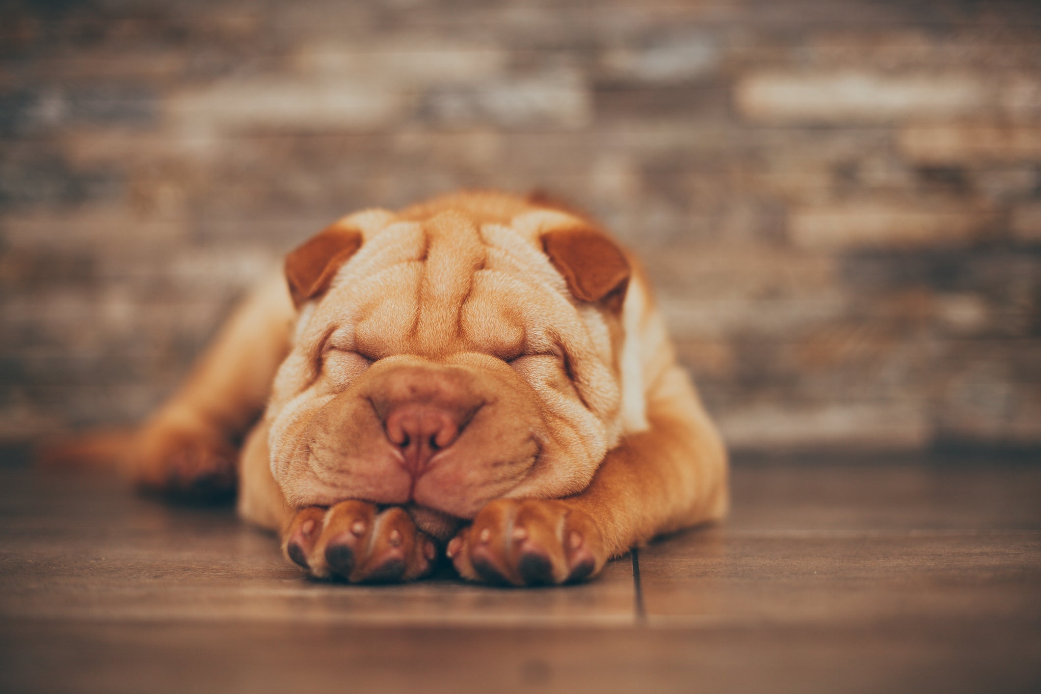Um bom cachorro para apartamento, mas que Ã© um pouco teimoso, Ã© o Shar Pei
