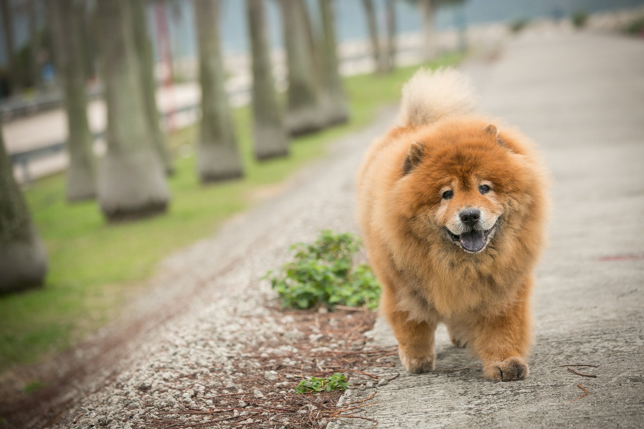 Chow Chow caindo muito pelo é algo normal para a raça
