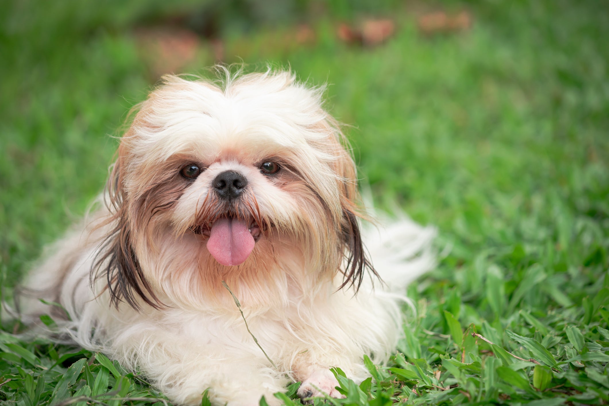 Para diferenciar os tipos de raça de cachorro, observe caracterí­sticas como tamanho, pelagem e personalidade