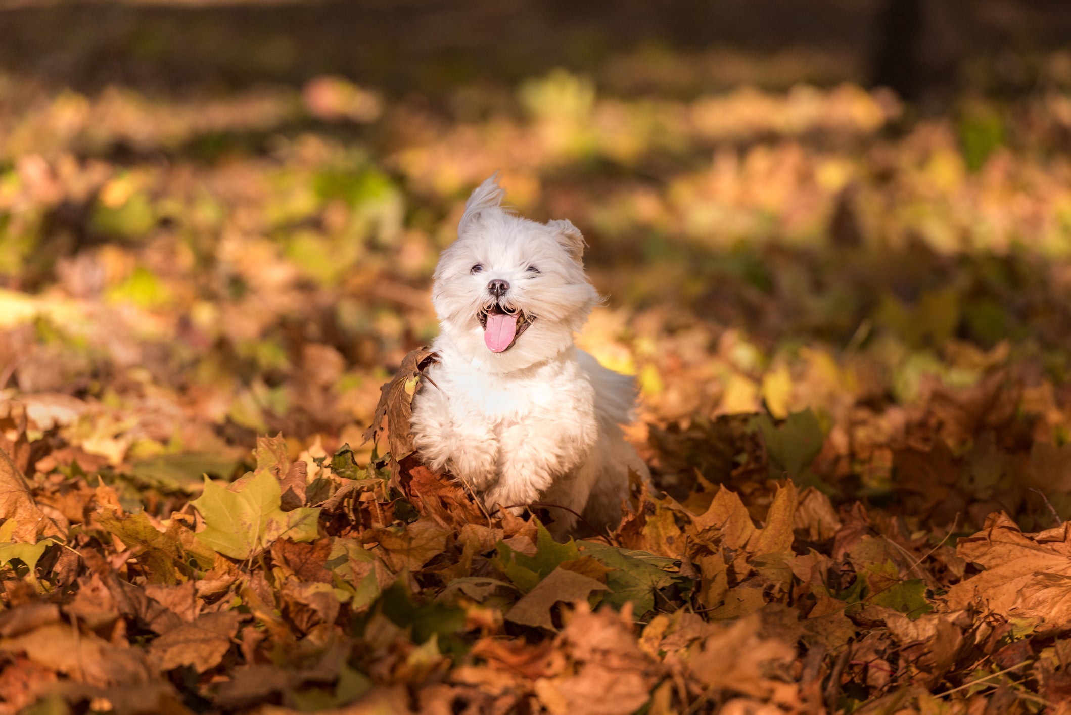 O Maltês é alegre, brincalhão e uma companhia super divertida