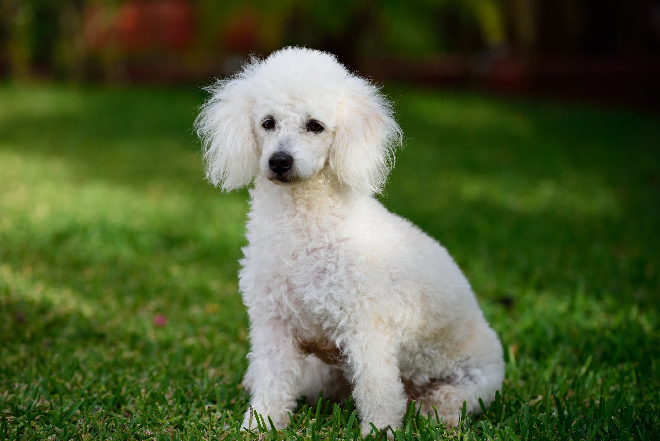 Poodle precisa de atenção extra à possi­bilidade de sopro cardí­aco