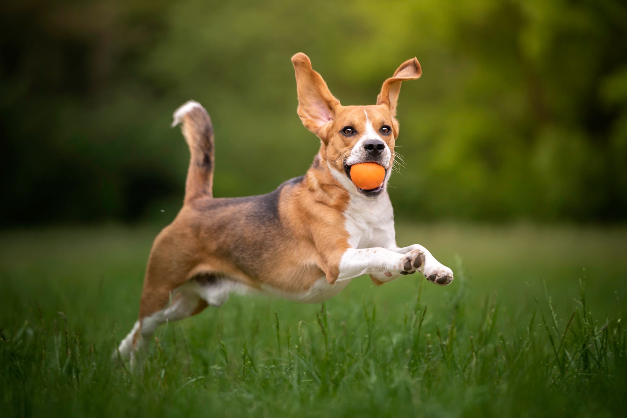 O Beagle resiste ao treinamento por ser muito agitado