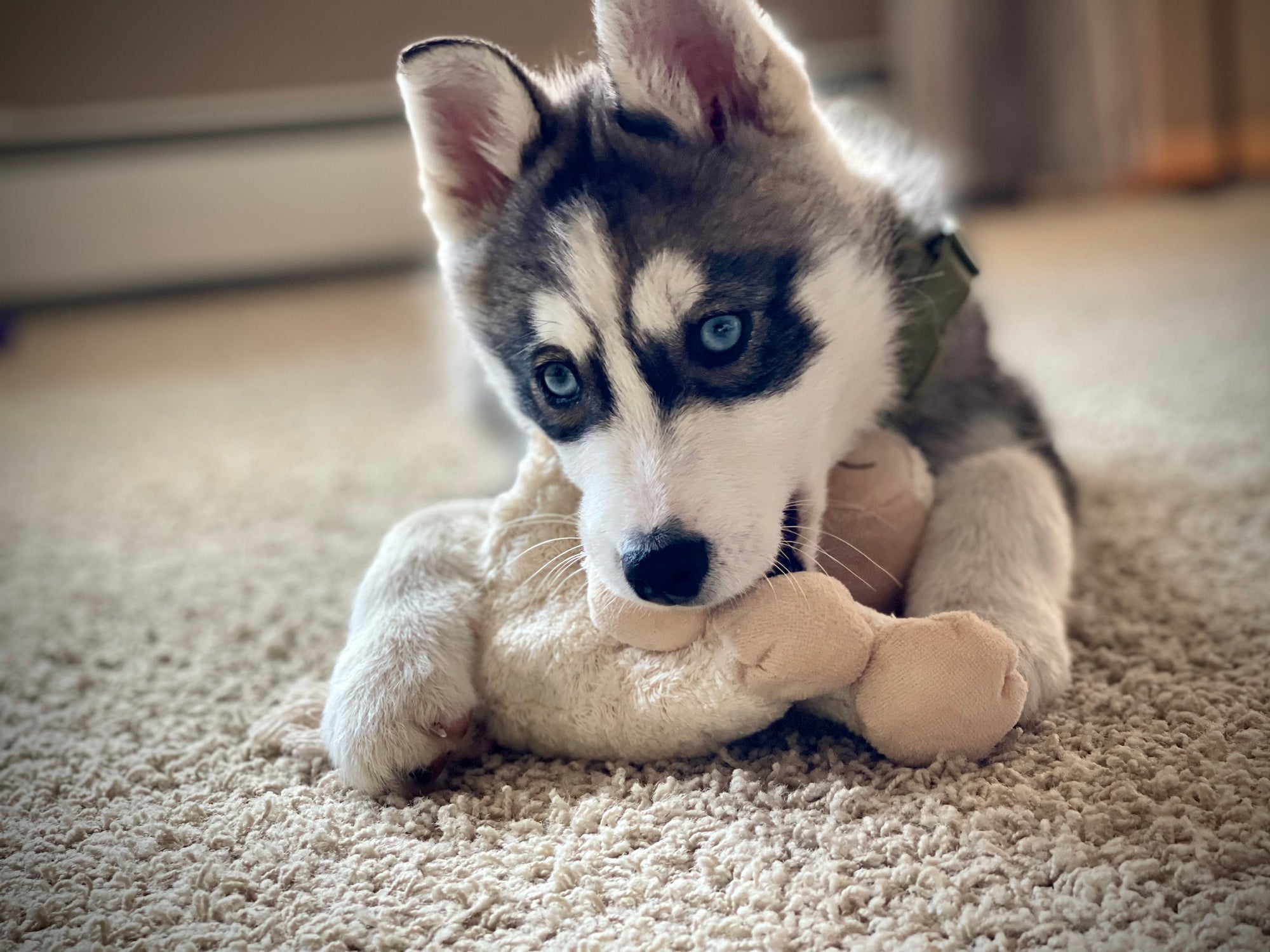 O Husky Siberiano gosta de fazer as coisas por si próprio