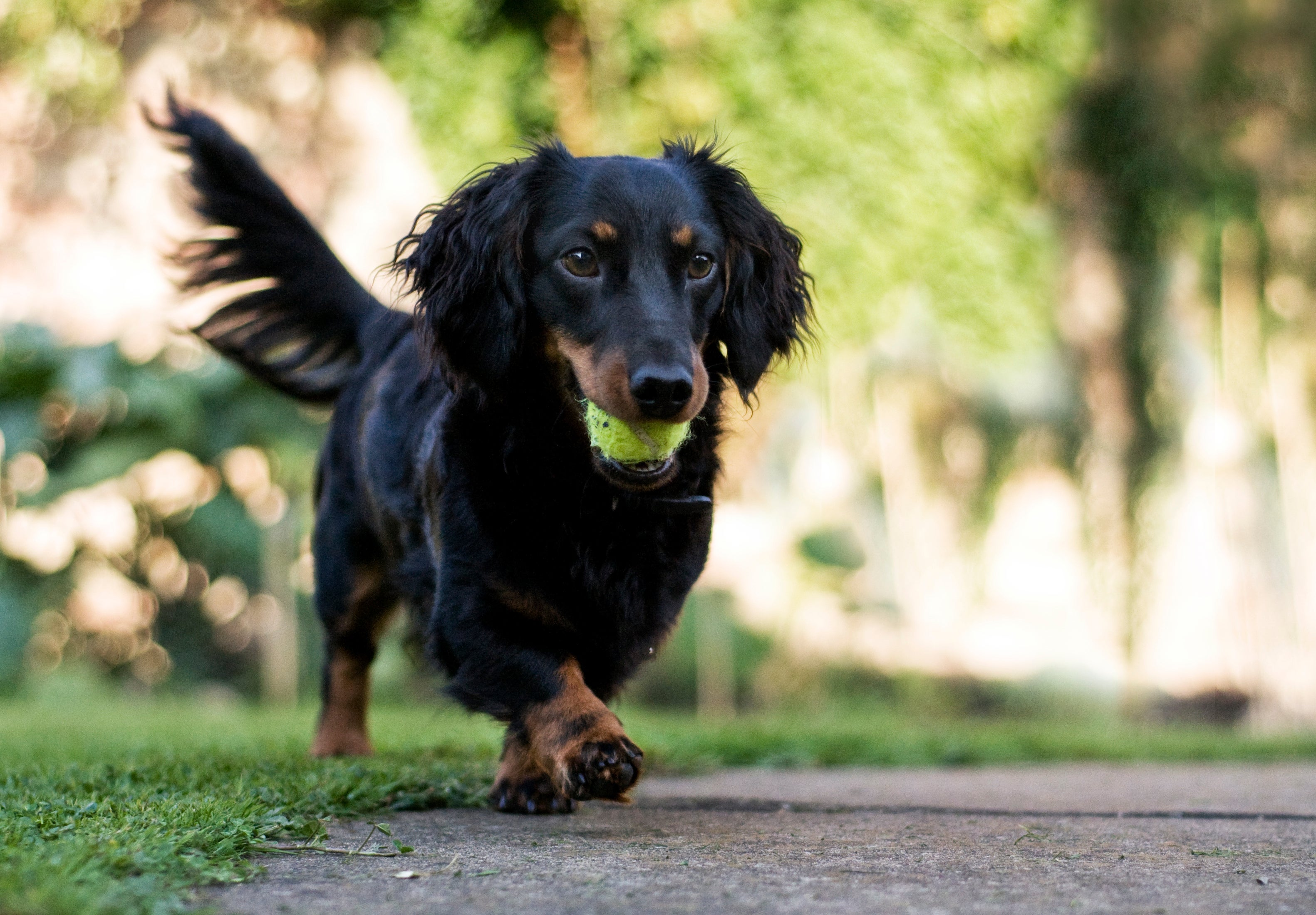 O Dachshund é agitado e tem a personalidade forte