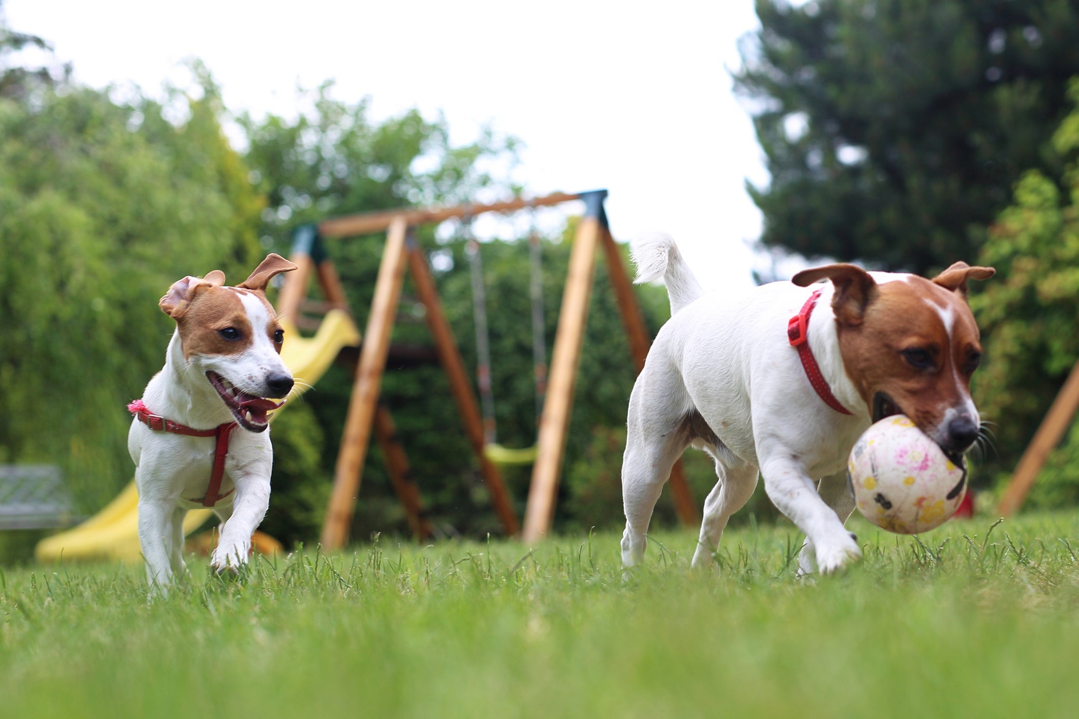 O Jack Russell Terrier é daqueles cachorros que não param nunca