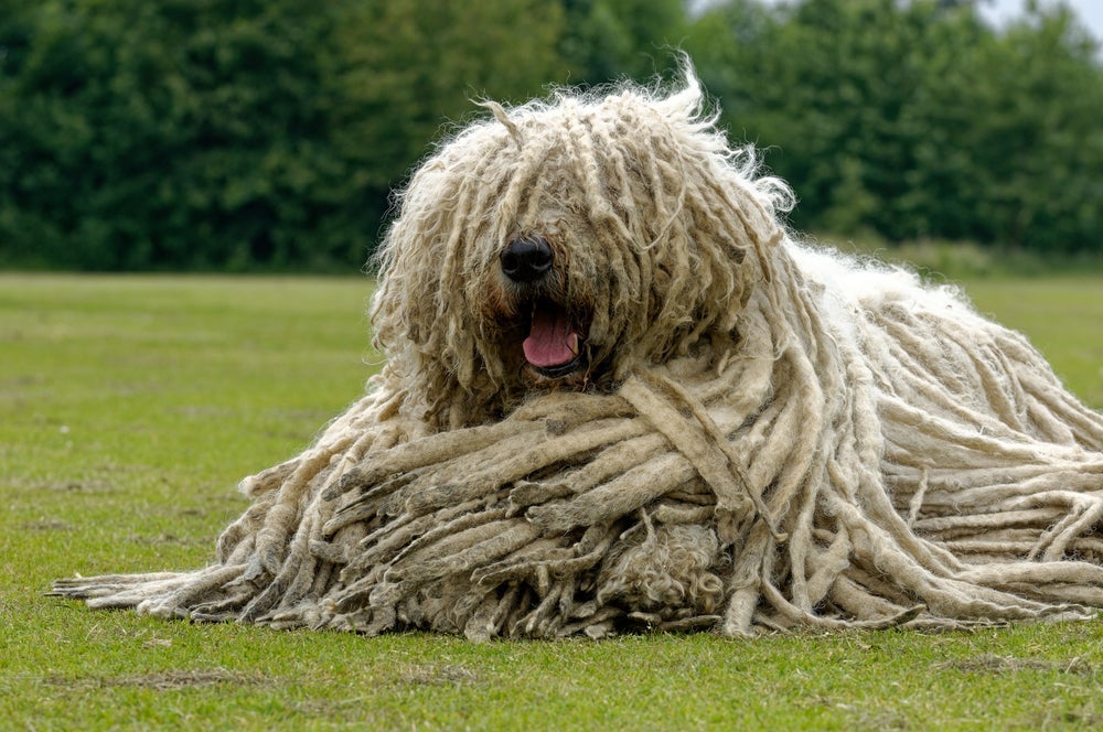 O pelo do cachorro Komondor parece dreads naturais 