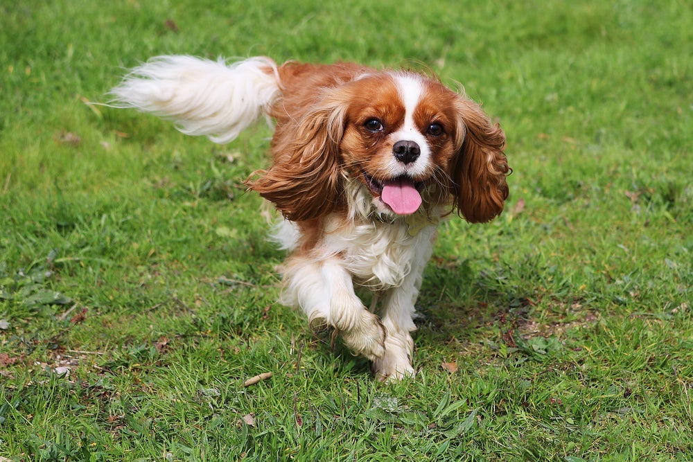 O Cavalier King Charles Spaniel pode desenvolver doenças cardíacas 