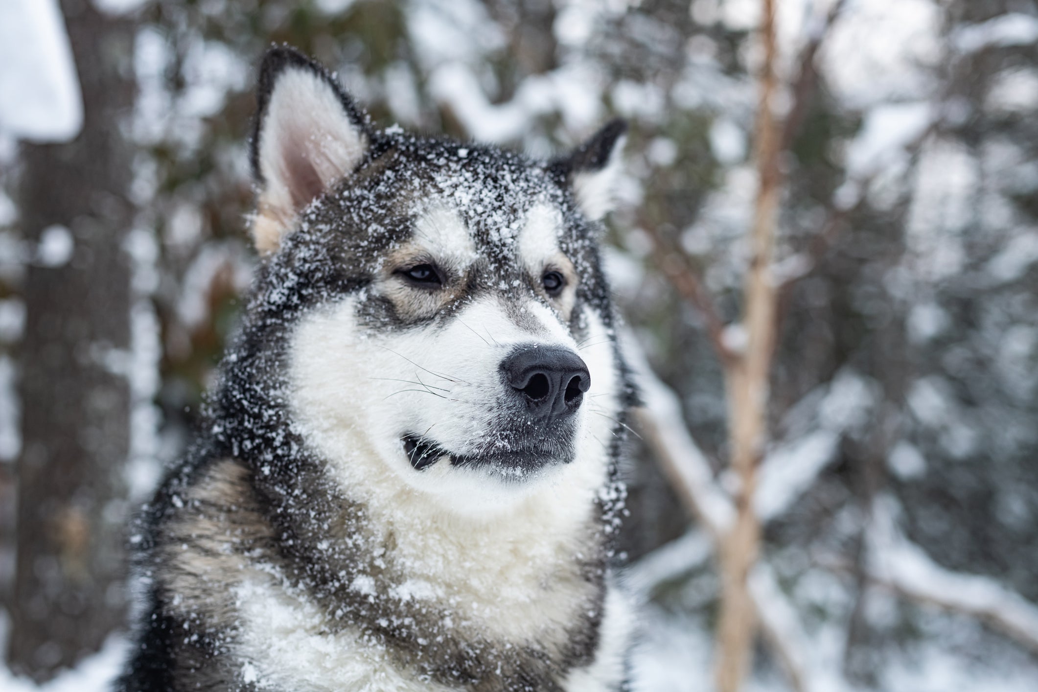 O cachorro Malamute do Alasca é um ‘primo distante’ do Husky Siberiano