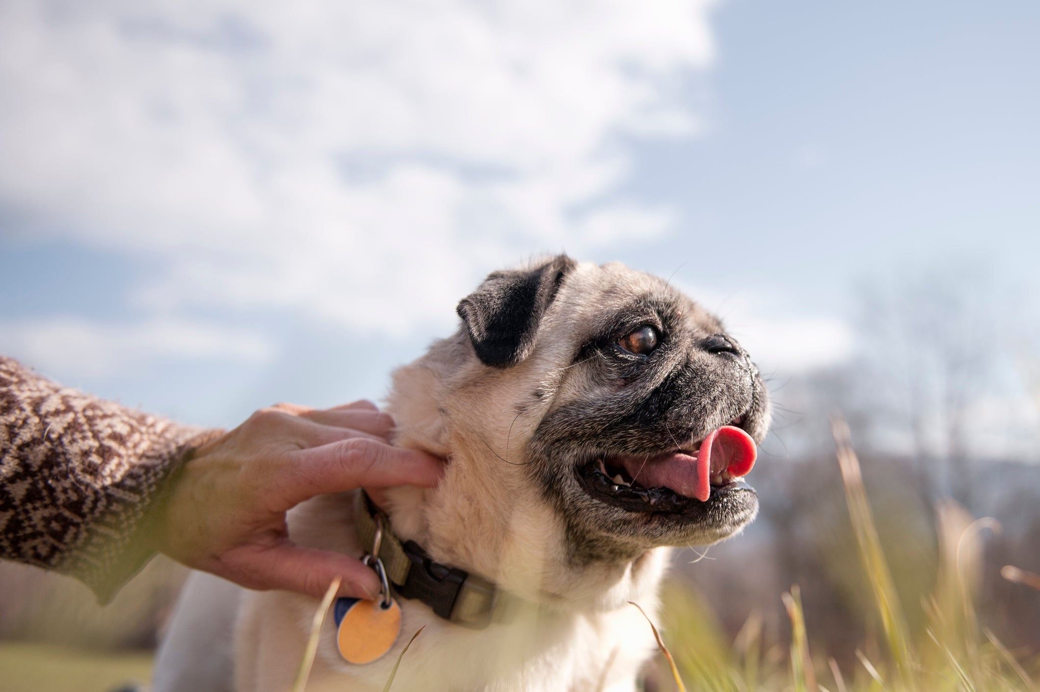 O Pug sofre com falta de ar e não pode fazer exercícios físicos de alta intensidade