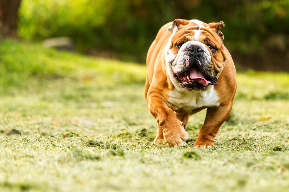 O Bulldog Inglês tende a desenvolver a obesidade canina
