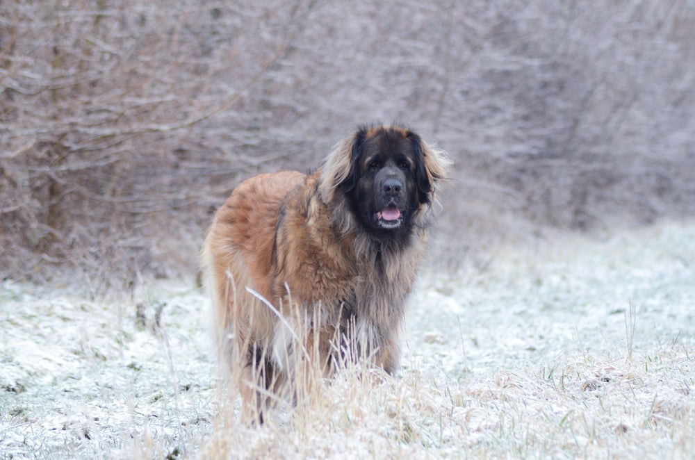 O  Leonberger parece um cachorro selvagem 
