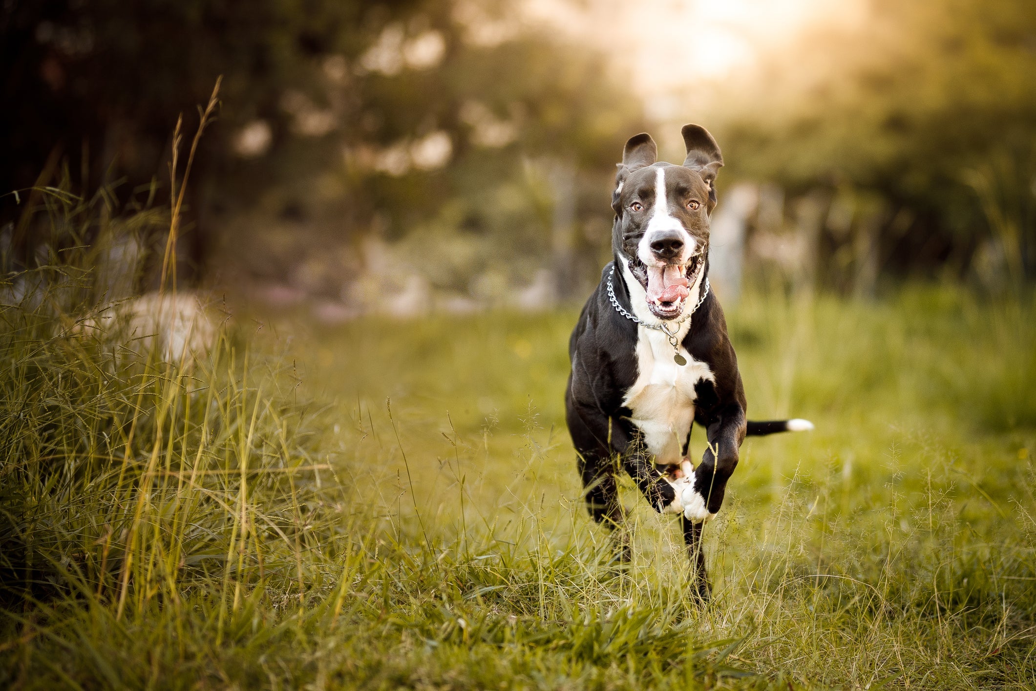 Cães da raça Dogue Alemão podem sofrer com a síndrome de Wobbler