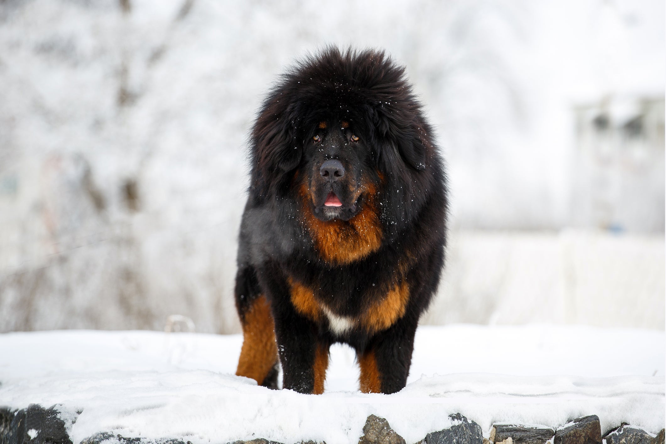 O Mastim Tibetano é a raça de cachorro mais cara do mundo