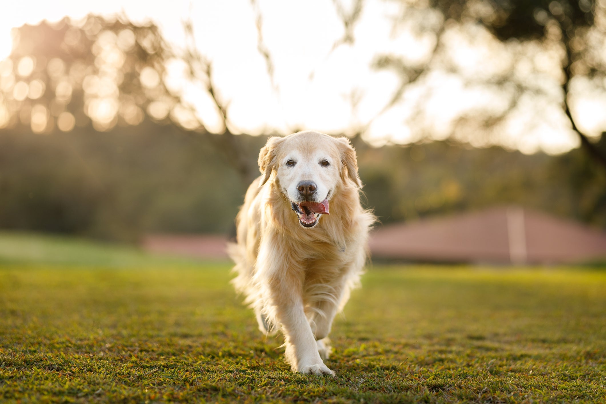 O Golden Retriever tende a desenvolver a displasia coxofemoral