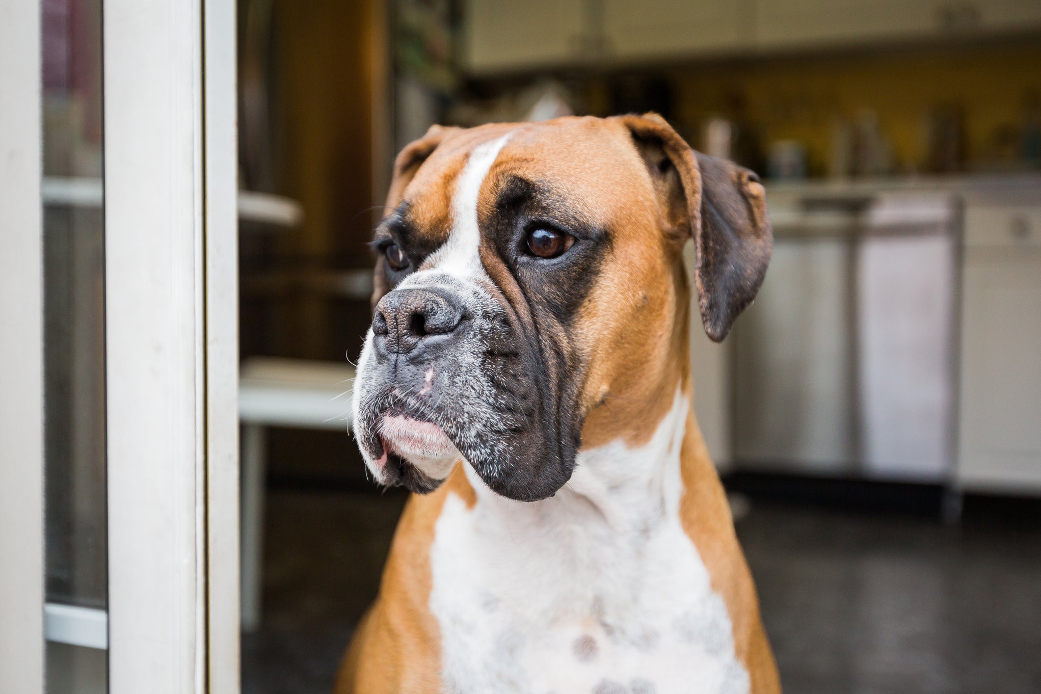 O Boxer é um cachorro braquicefálico com tendência a desenvolver câncer 