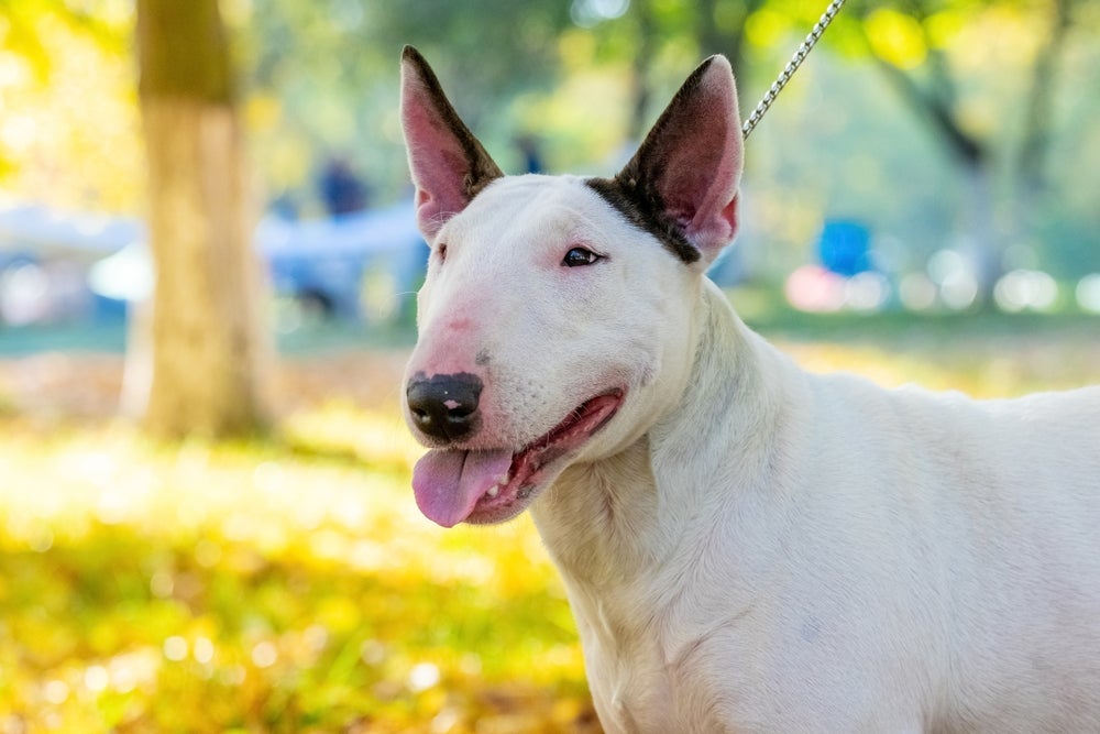 O Bull Terrier pode sofrer com o câncer de pele 