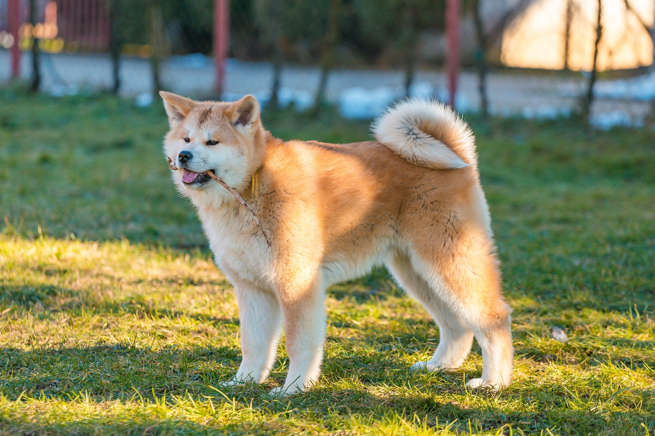 O cachorro da raça Akita é bastante protetor