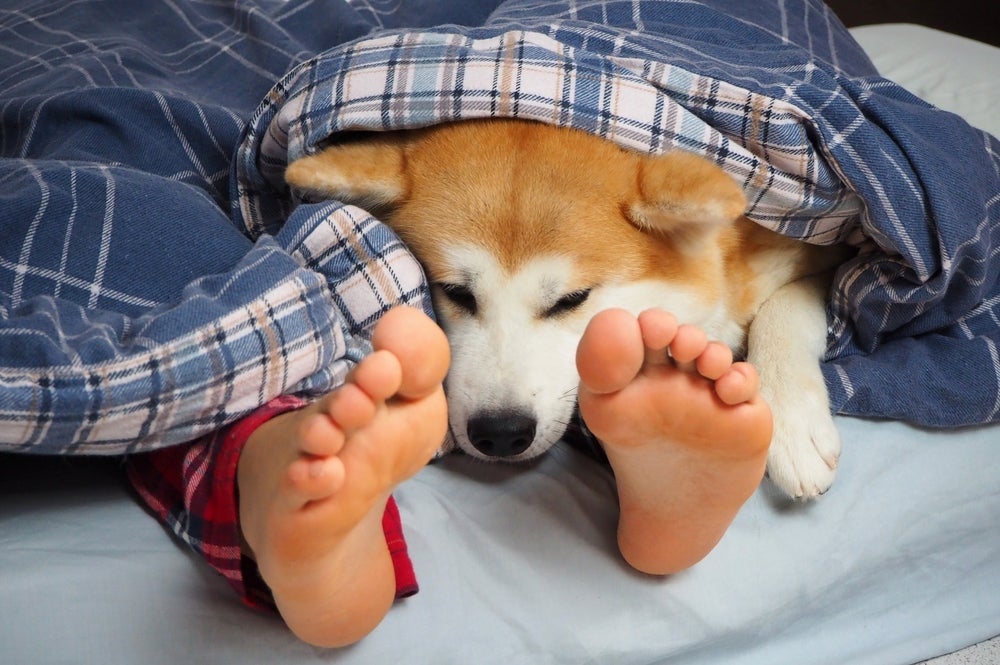 Uma das raças de cachorro mais leais é o Akita