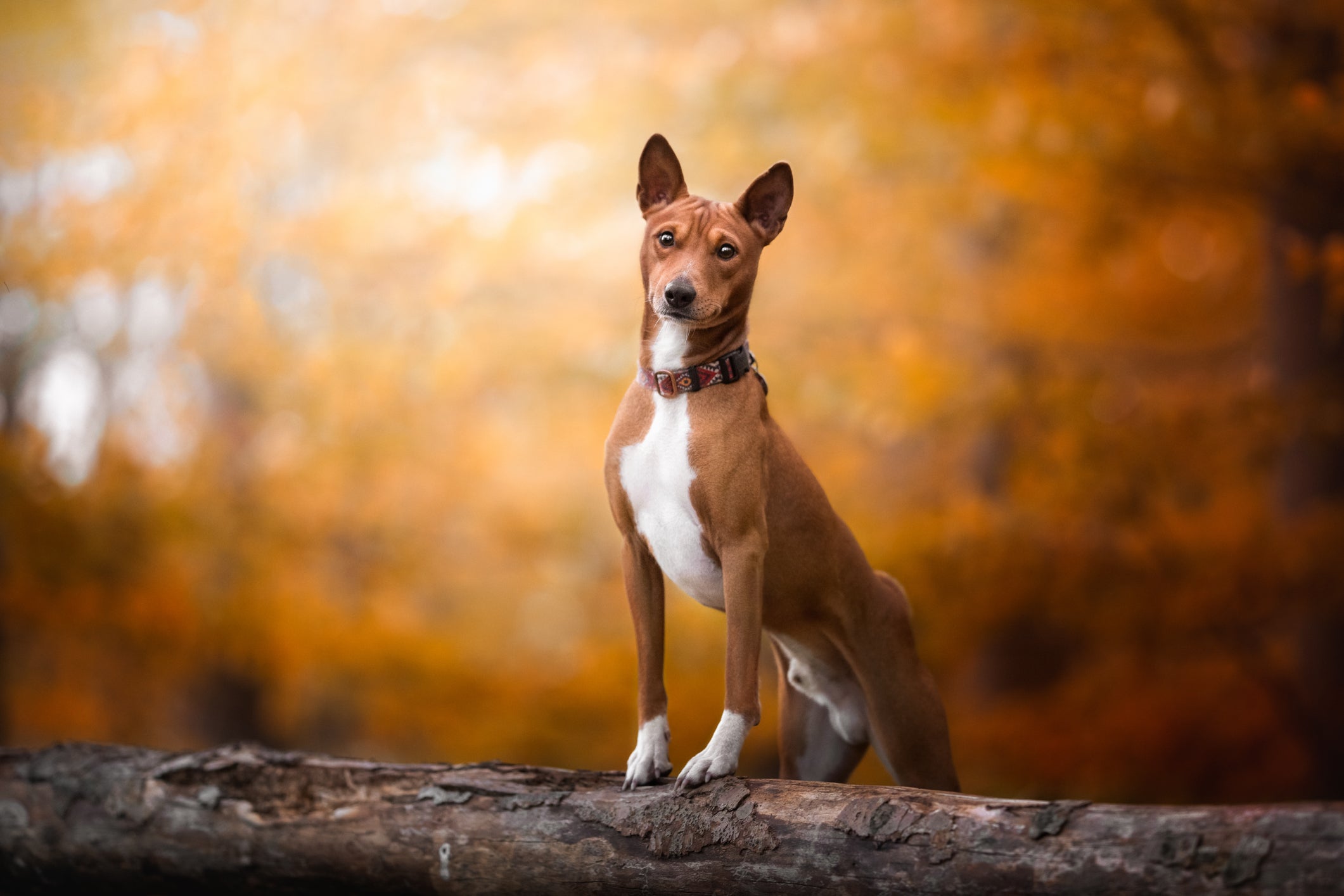 O Basenji é uma raça super independente