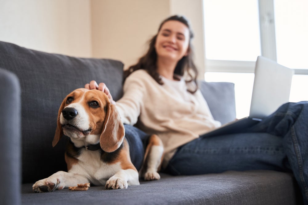 O Beagle é um cachorro tão amável e apegado que chega a ser ciumento
