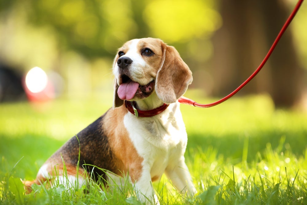 O Beagle é um cachorro que não precisa de tosa
