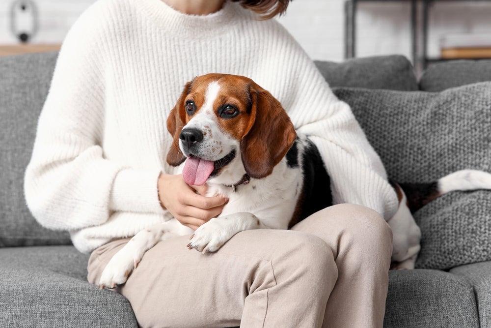Uma das raças de cachorro mais protetoras e leais é o Beagle