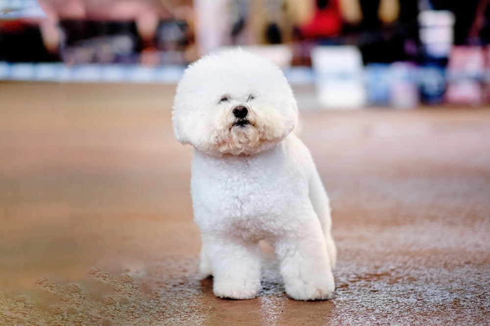 O Bichon Frisé é uma bolinha de pelos muito amorosa