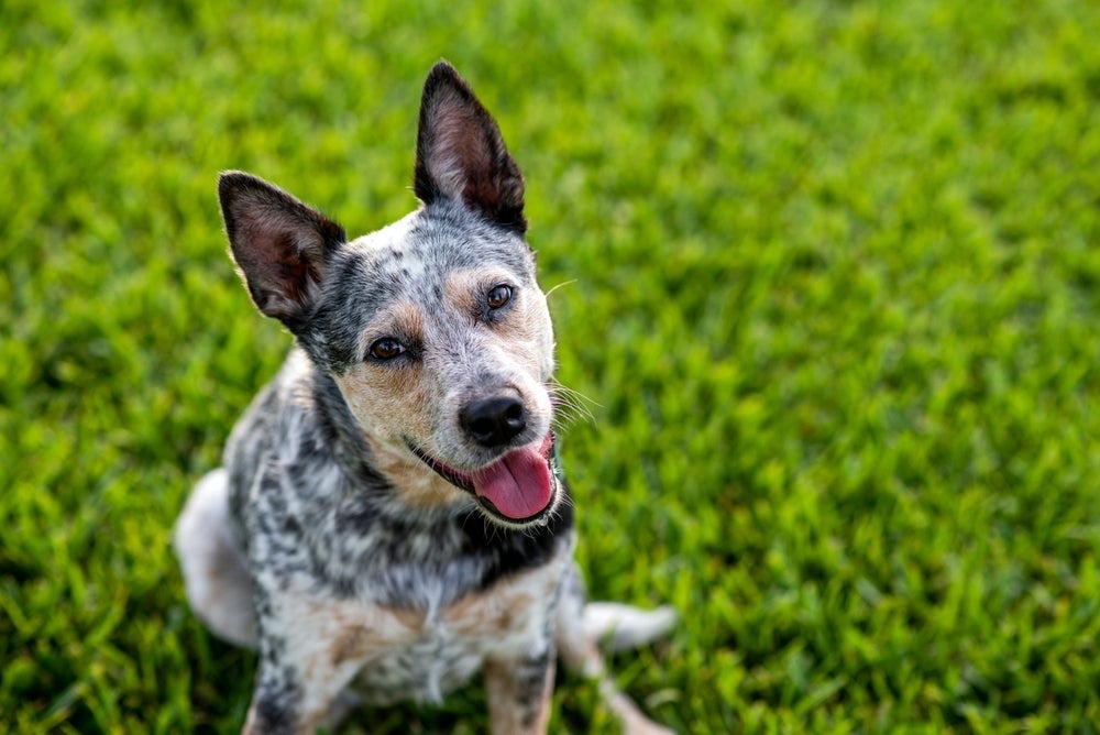 Raças de cachorro como o Boiadeiro Australiano são ótimas para se ter por perto
