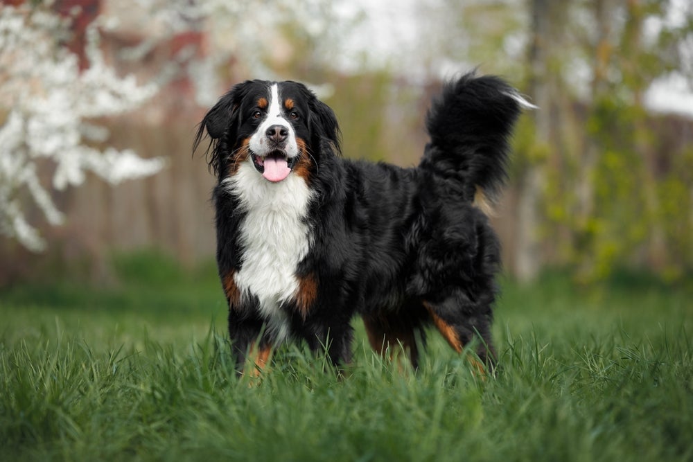 O Boiadeiro de Berna é uma cãopanhia surpreendente