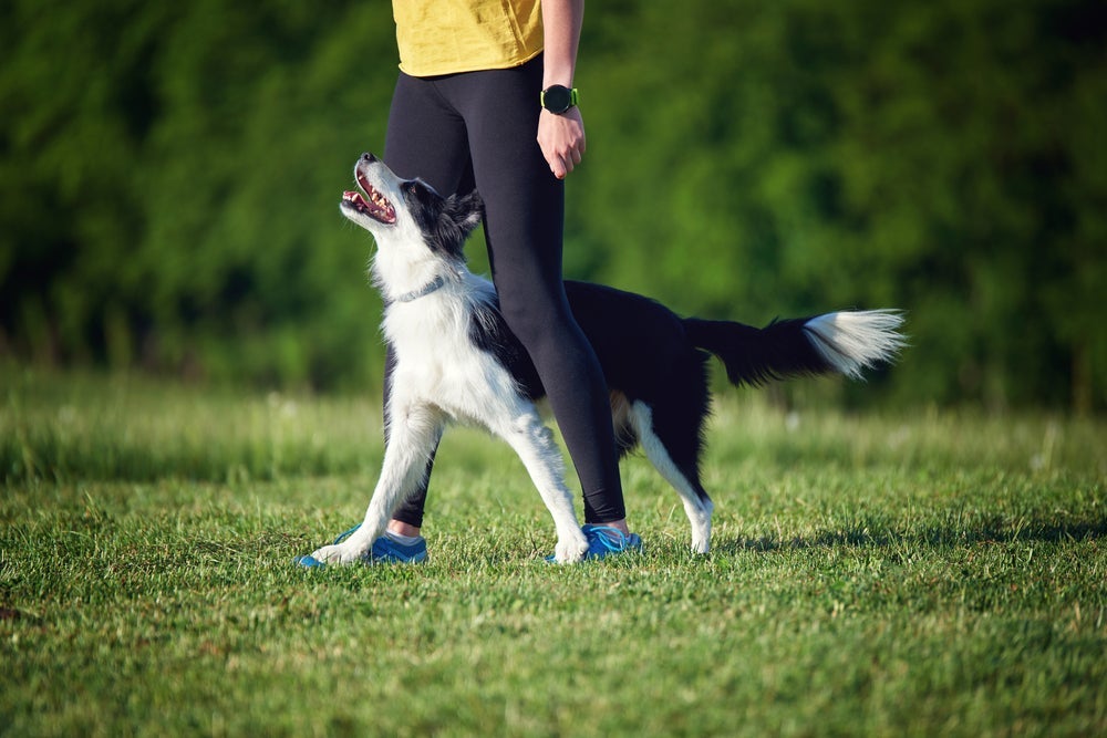 O cachorro Border Collie ama aproveitar os momentos com os tutores