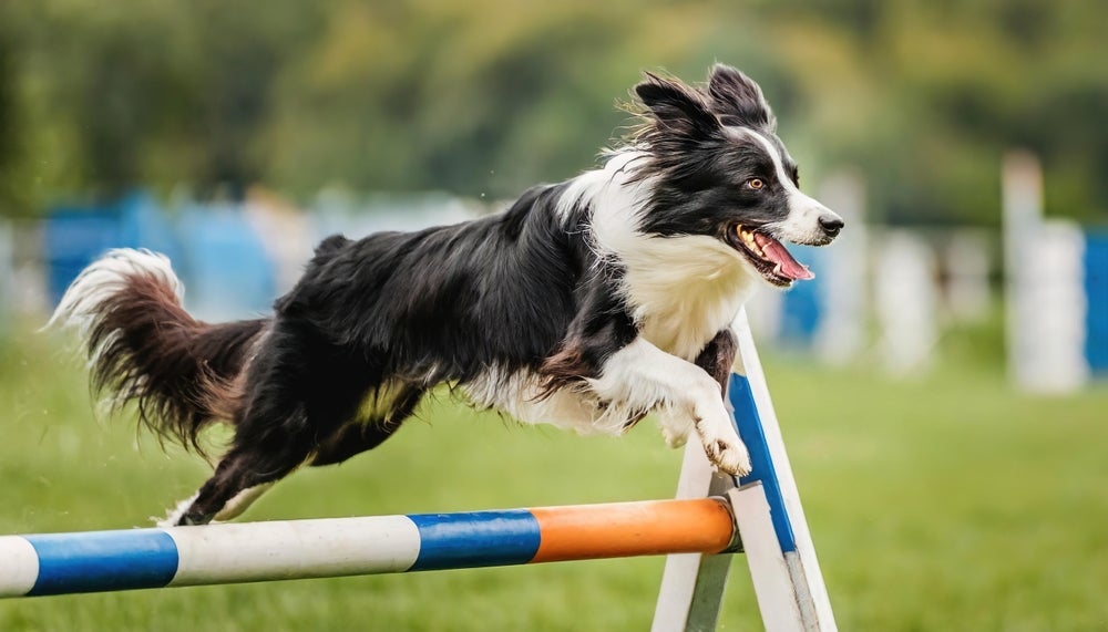 O Border Collie é o mais inteligente e pode fazer agility