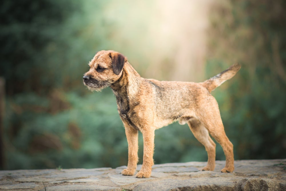 Raças de cachorro como o Border Terrier vivem bastante