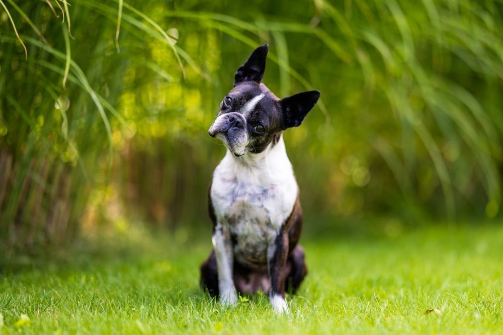 Raças de cachorro como o Boston Terrier são encantadoras