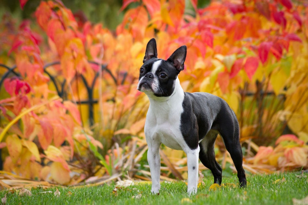 O Boston Terrier não exige banhos frequentes