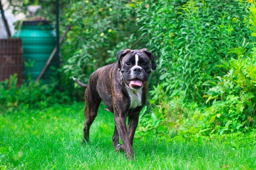 Um cachorro grande muito divertido é o Boxer