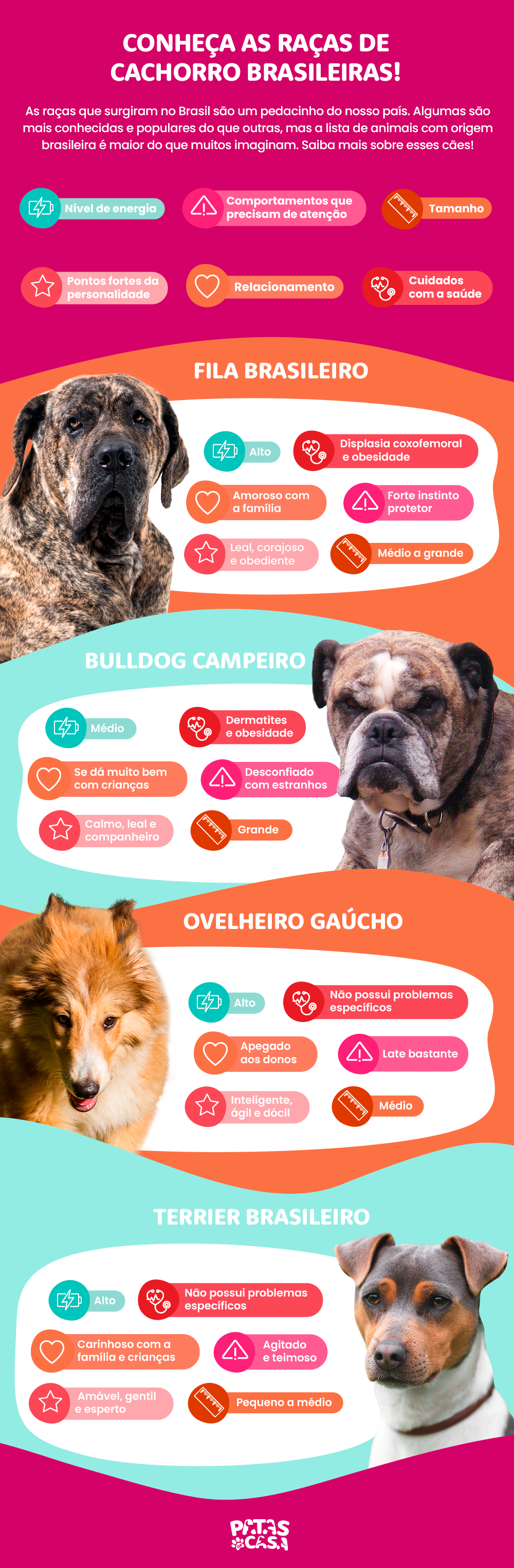 Fox Paulistinha e Bulldog Campeiro são cachorros brasileiros. Conheça outras raças que surgiram no Brasil!