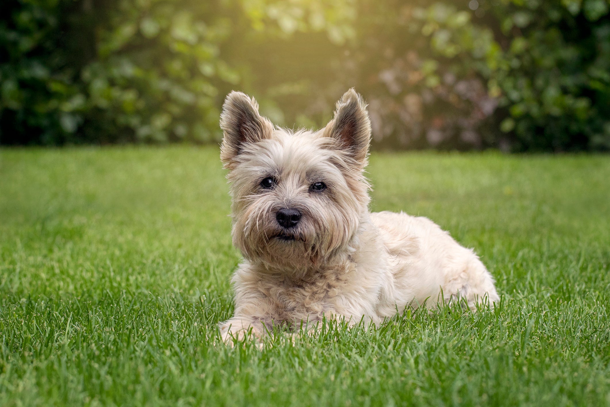 Raças de cachorro como o Cairn Terrier não gostam de colo