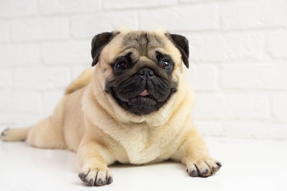 O Pug não precisa de tosa, mas costuma soltar muito pelo