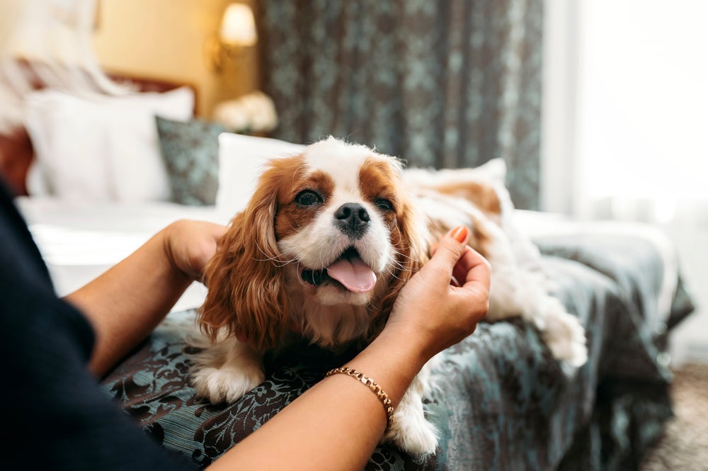O Cavalier King é manso, calmo e muito ligado aos humanos