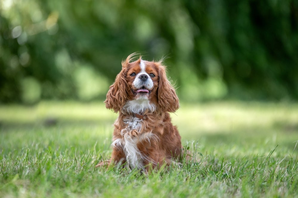 O Cavalier King é um cachorro pequeno dócil