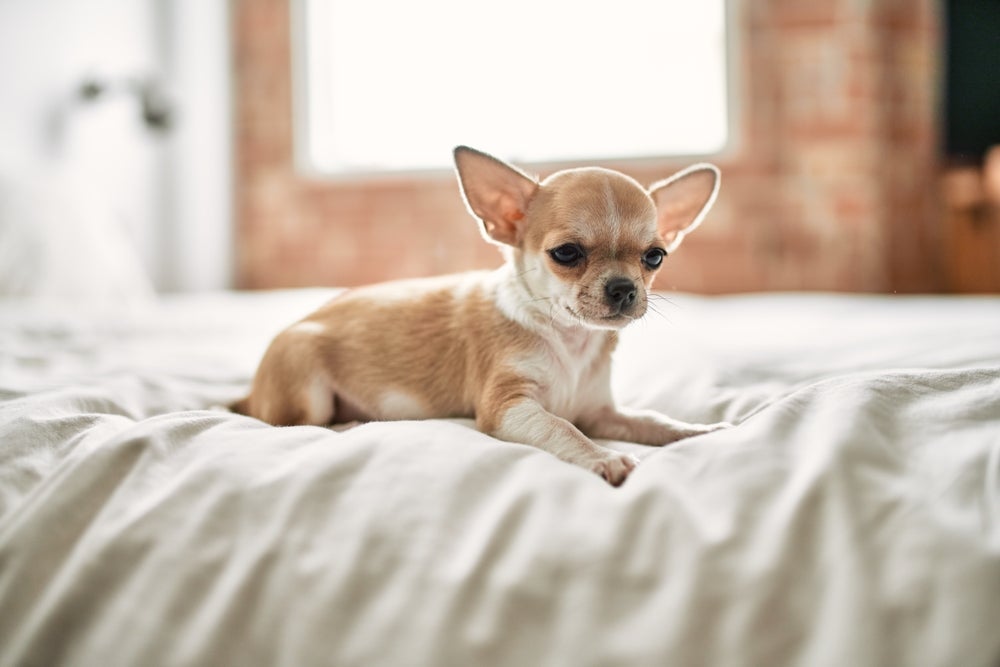 Raça de cachorro Chihuahua é destemida, mas só às vezes