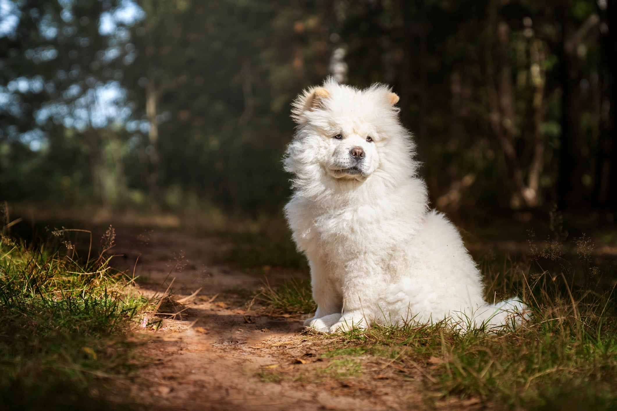 Raças de cachorro como o Chow Chow só aceitam carinho da família